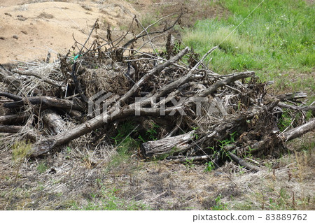 樹殘骸 83889762