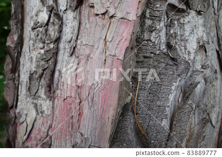 Bark 83889777