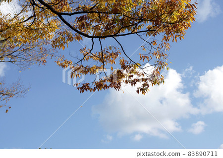 A walk in the four seasons Autumn Kinosaki Onsen A walk in the four seasons Autumn Kinosaki Onsen 83890711