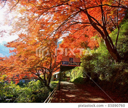 Yoshino-san autumn leaves 83890760