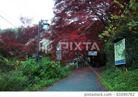 Yoshino-san autumn leaves Yoshino-san autumn leaves 83890762