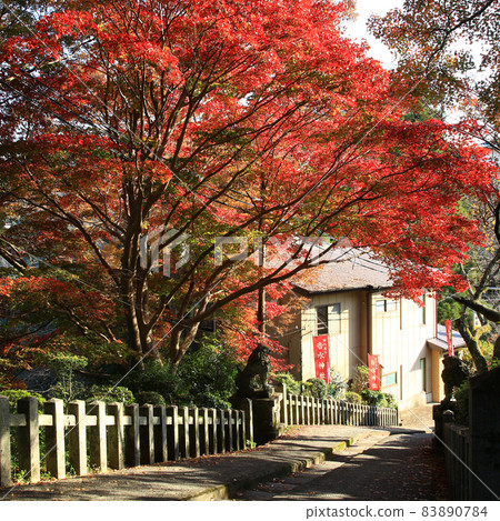 Yoshino-san autumn leaves 83890784