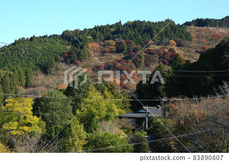 吉野聖秋葉 83890807