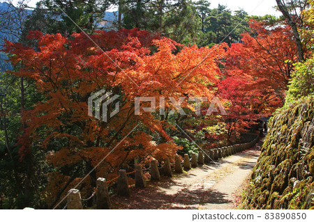 Yoshino-san autumn leaves 83890850