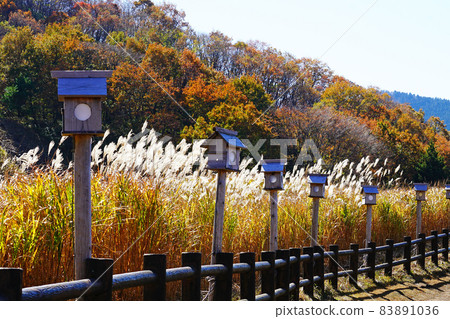 Sugawara Plateau Susuki 83891036