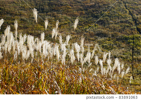 Sugawara Plateau Susuki 83891063