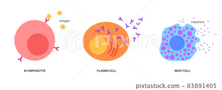 Lymphocyte basophil and mast cell Lymphocyte basophil and mast cell 83891405