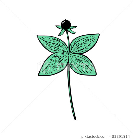 Poisonous plant Ravens eye ,Paris quadrifolia, isolated on white background. Vector illustration in engraving style. Poisonous plant Ravens eye ,Paris quadrifolia, isolated on white background. Vector illustration in engraving style. 83891514