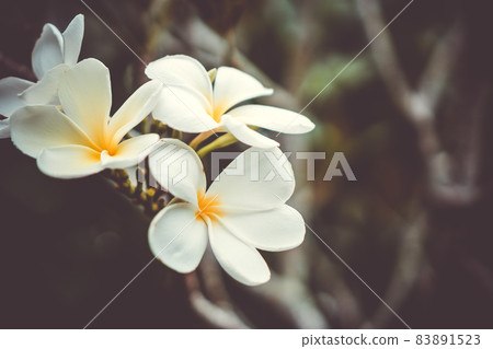 Copy space of Plumeria (Frangipani) flower or Leelawadee Thailand name. 83891523