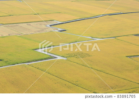 稻子成熟時 83891705