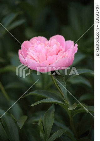 Pink peon on blurred background. High quality photo 83891707