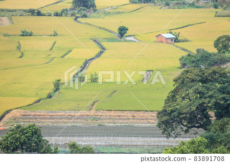 稻子成熟時 83891708