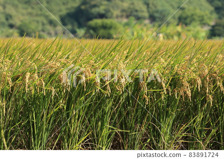 稻子成熟時 83891724