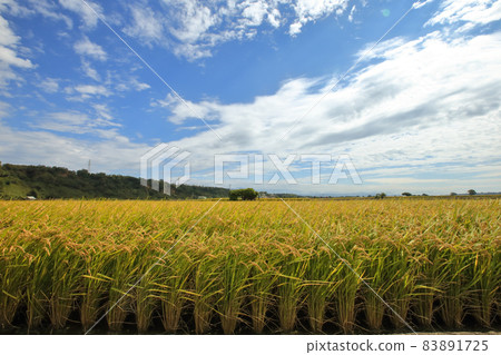 稻子成熟時 83891725