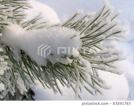 winter background from snow-covered pine . High quality photo 83891763