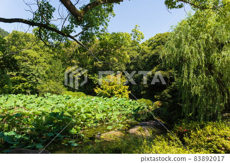 Hasuike in Ritsurin Garden (Takamatsu City, Kagawa Prefecture) 83892017