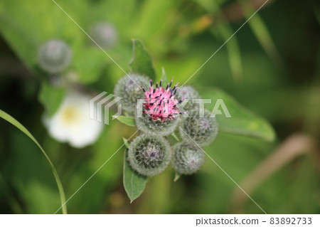 Close up on Greater Burdock. Arctium lappa. Burdock flower. High quality photo 83892733