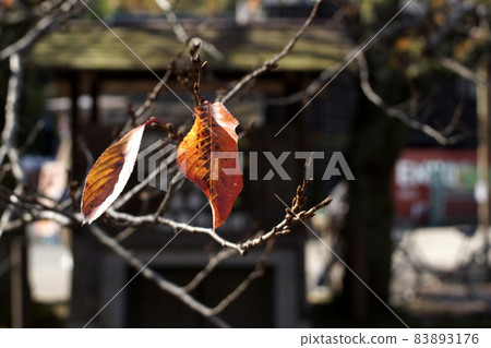 A walk in the four seasons Autumn Kinosaki Onsen A walk in the four seasons Autumn Kinosaki Onsen 83893176