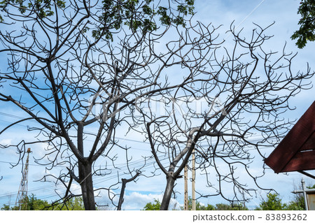 Dried plumeria, because they want to reduce the amount of transpiration Dried plumeria, because they want to reduce the amount of transpiration 83893262