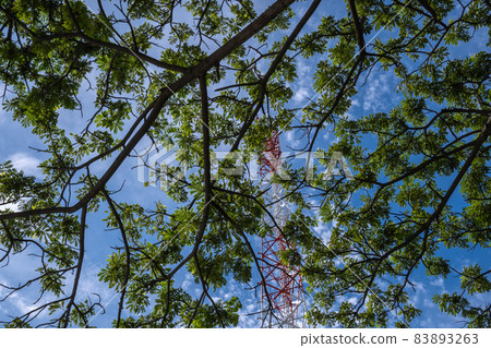 Signal towers, peeking out from a corner with branches and leaves Signal towers, peeking out from a corner with branches and leaves 83893263