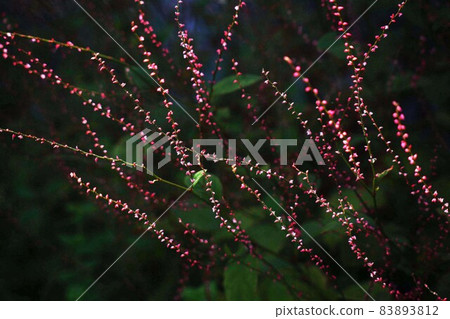 Red persicaria flower 83893812