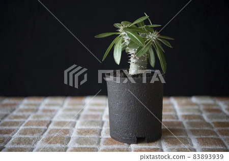 Pachypodium densiflorum 83893939