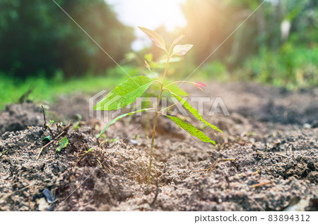 Tree planting eucalyptus are growing. 83894312