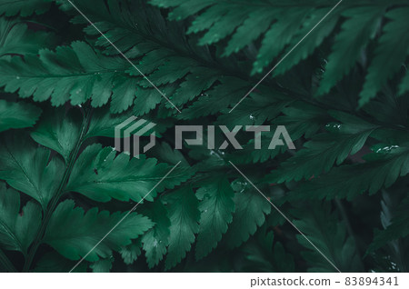 The green leaf background showing the love of nature and the environment 83894341