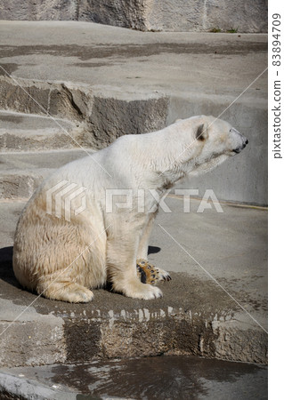 北極熊 83894709