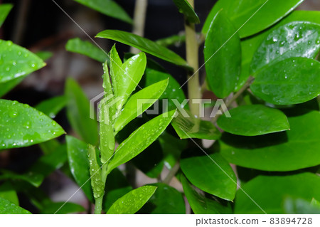 ZZ Plant (Zamioculcas Zamiifolia) put forth fresh leaves in black plastic pot, low maintenance, low water and easy to care for house plant, Air Purifier tree. 83894728