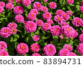 Flowers zinnia elegans (Common zinnia), Flower background, Is a single leaf herbaceous plant with a bouquet of pink as an ornamental plant, at Suan Luang Rama 9 Park 83894731