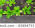 Green Lettuce in backyard, Organic vegetables are grown in plots, fresh salad, healthy food. 83894733