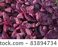 Red amaranth in backyard, Organic vegetables are grown in plots, healthy food. 83894734
