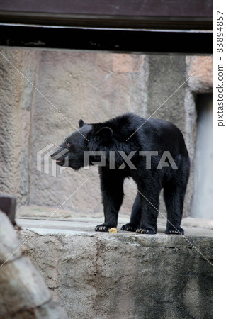 Asian black bears Asian black bears 83894857