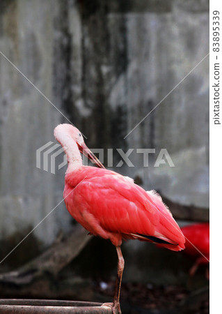 猩紅宜必思 83895339