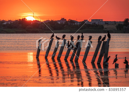Beautiful red and orange sunset over the sea. The sun goes down over the sea. A flock of cormorants sits on a old sea pier in orange sunset light Beautiful red and orange sunset over the sea. The sun goes down over the sea. A flock of cormorants sits on a old sea pier in orange sunset light 83895357