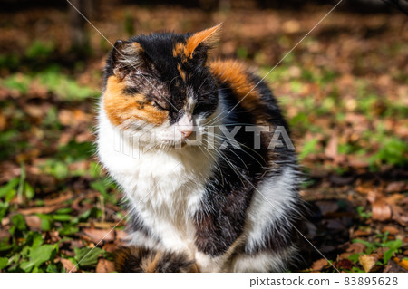 The outside cat that came with me The outside cat that came with me 83895628