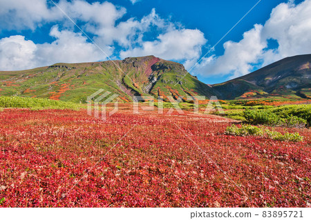 明亮的紅地毯 明亮的紅地毯 83895721