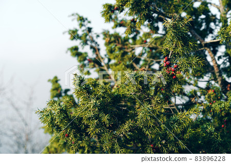 Green juniper bush branches in sunlight, background 83896228