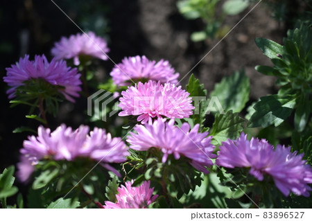 Chinese aster multicolored flowers macro photo 83896527