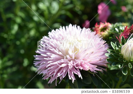 Chinese aster multicolored flowers macro photo 83896539