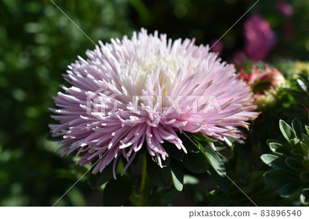 Chinese aster multicolored flowers macro photo 83896540
