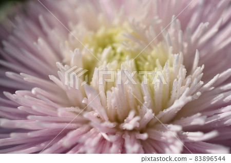 Chinese aster multicolored flowers macro photo 83896544