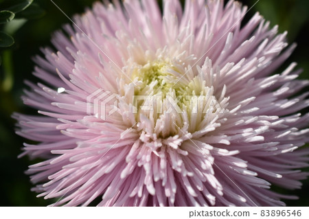 Chinese aster multicolored flowers macro photo 83896546