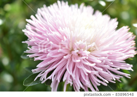 Chinese aster multicolored flowers macro photo 83896548