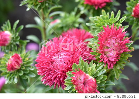 Chinese aster multicolored flowers macro photo 83896551