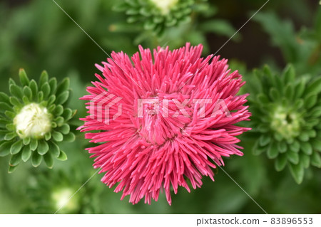 Chinese aster multicolored flowers macro photo Chinese aster multicolored flowers macro photo 83896553