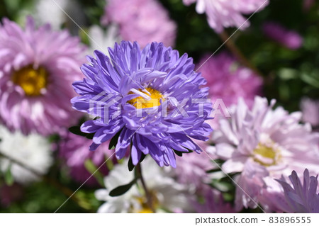 Chinese aster multicolored flowers macro photo 83896555
