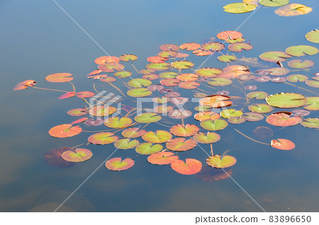在秋葉上色的水蓮花 83896650
