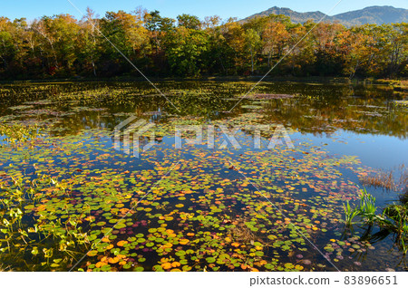 水蓮花 83896651